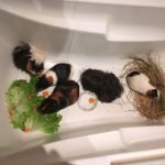 Meerschweinchen in der Badewanne