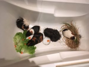 Meerschweinchen in der Badewanne