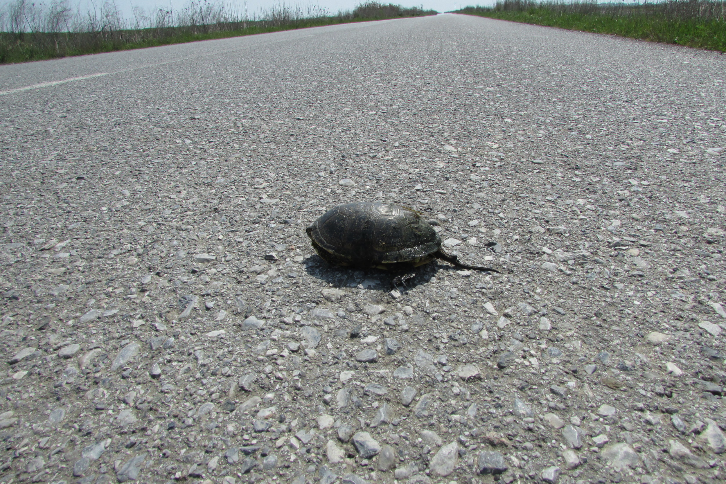 Schildkröte, Straße, Gefahr