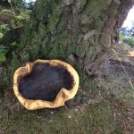 Schüssel, Knolle, wildnis, Geschirr