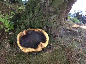 Schüssel, Knolle, wildnis, Geschirr