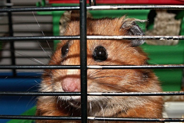 Hamster in einem Käfig