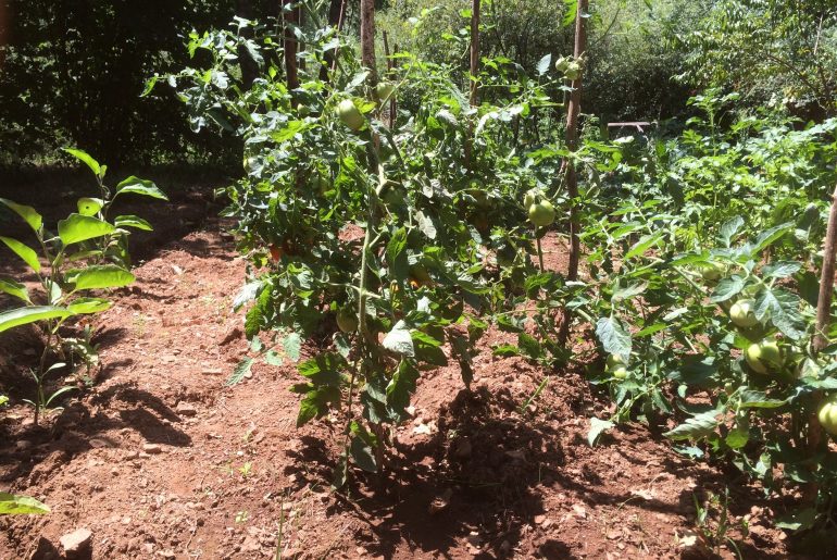 Tomatenpflanzen im eigenen Teenagergarten