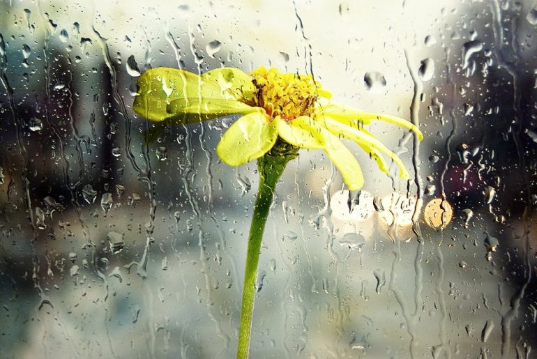 Blume hinter einer Glasscheibe